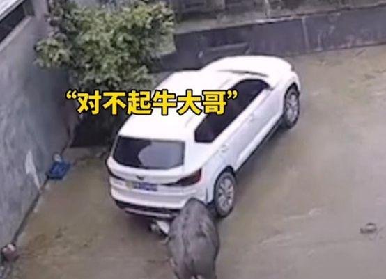 男孩被疯牛袭击后躲在车底求饶，网友为何看到后又心疼又好笑？