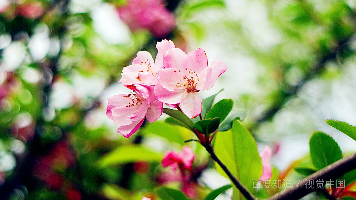 花之歌主要讲了什么内容？
