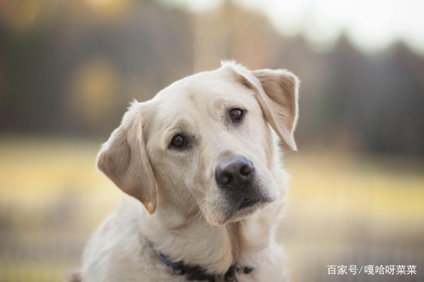 杭州初二女生得狂犬病脑死亡,她被自家狗咬了,为什么不就诊?