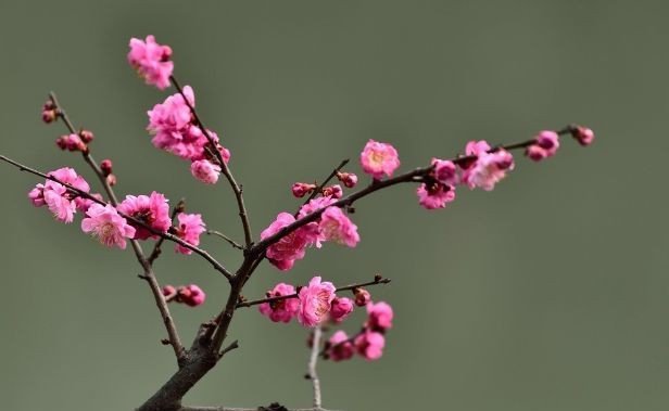 梅花开几度老张
