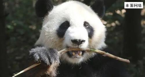 美国动物园宣布将大熊猫丫丫和乐乐归还中国 结束20年的租