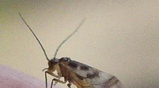 【动物界全系列】啮虫目—小啮虫亚目