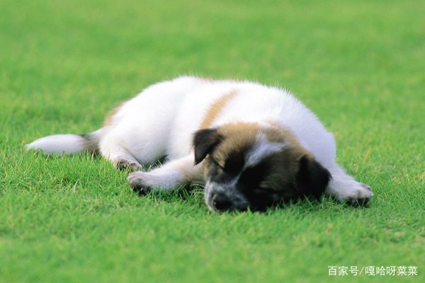 杭州初二女生得狂犬病脑死亡，她被自家狗咬了，为什么不就诊？