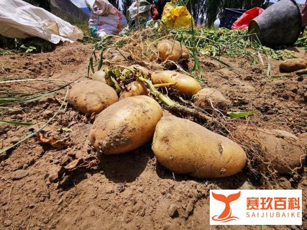 进1块2土豆卖2元,被指哄抬物价罚30万,算不算过分?网友吵翻天