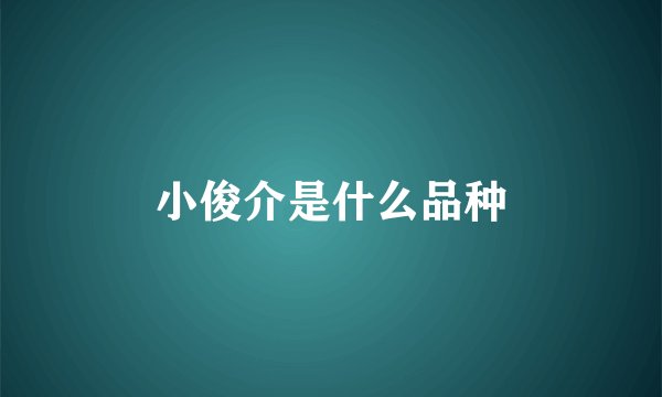 小俊介是什么品种