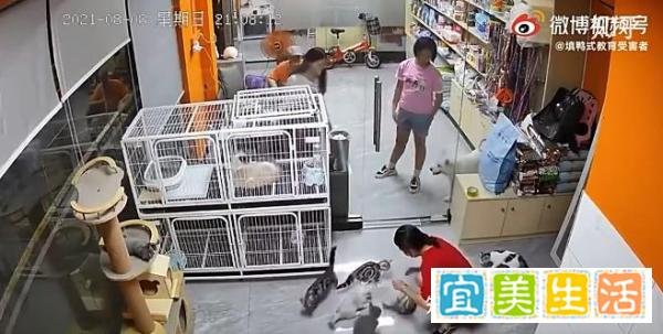 无心之失!女孩宠物店内推门夹死小猫,不堪网络暴力被迫入院
