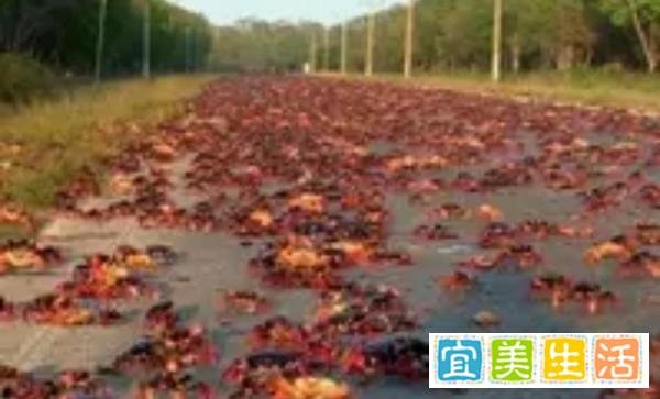 罕见奇观!伊朗天降“鱼雨”,神秘现象“引全球热议”!