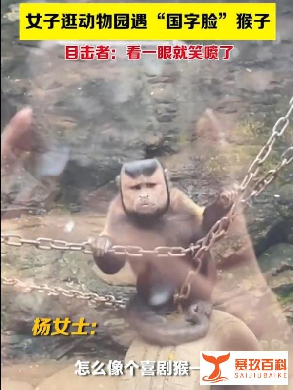 动物园惊现“国字脸”猴子,这么方的猴儿还是第一次见!