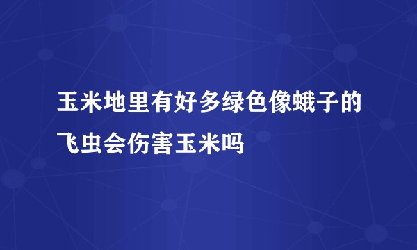 玉米地里有好多绿色像蛾子的飞虫会伤害玉米吗