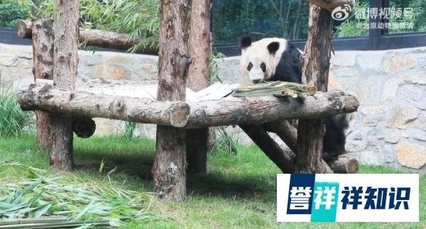 听说丫丫最近在贴秋膘，脸上的毛是蓬松了点