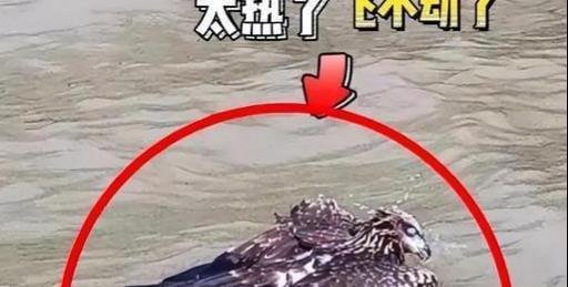 一只老鹰在南京中暑坠江 网友：可怜 穿了一身羽绒服