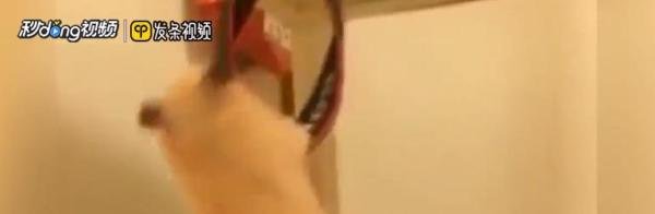 如何看待仓鼠刨木屑是生气