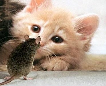 束氏畜猫的主题思想