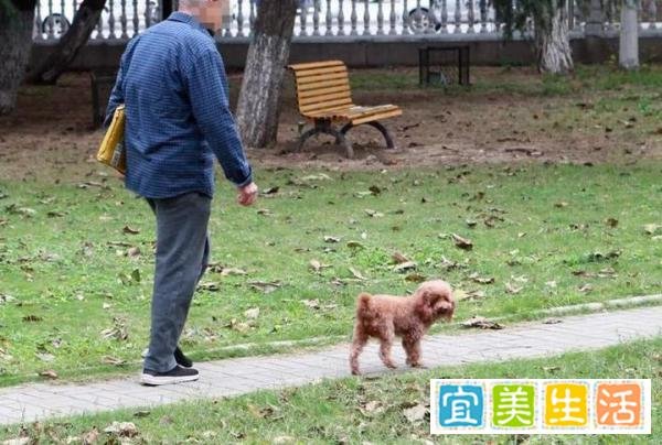 金毛扑倒女子事件双方已和解,达成赔偿协议,狗狗正在医院治疗!