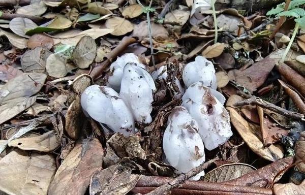 柳州惊现神秘植物,被称冥界之花,靠“尸体”存活,专家:不要碰