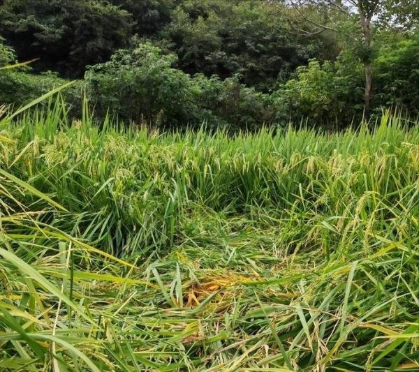 南京野猪跑到田里听歌睡大觉 网友:有情怀的野猪