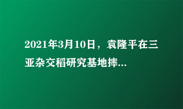 2021年3月10日，袁隆平在三亚杂交稻研究基地摔跤后逝世！！！