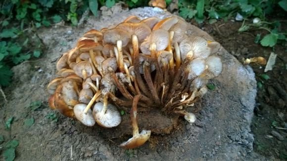 核桃树的菌叫什么?能吃吗