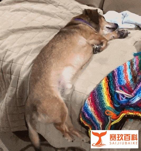 狗狗经常“上你的床”，除了想睡觉，还有这些含义！