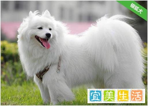 银狐犬价格?好不好养?