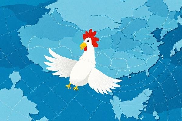 一只鸡从中国飞到美国叫什么