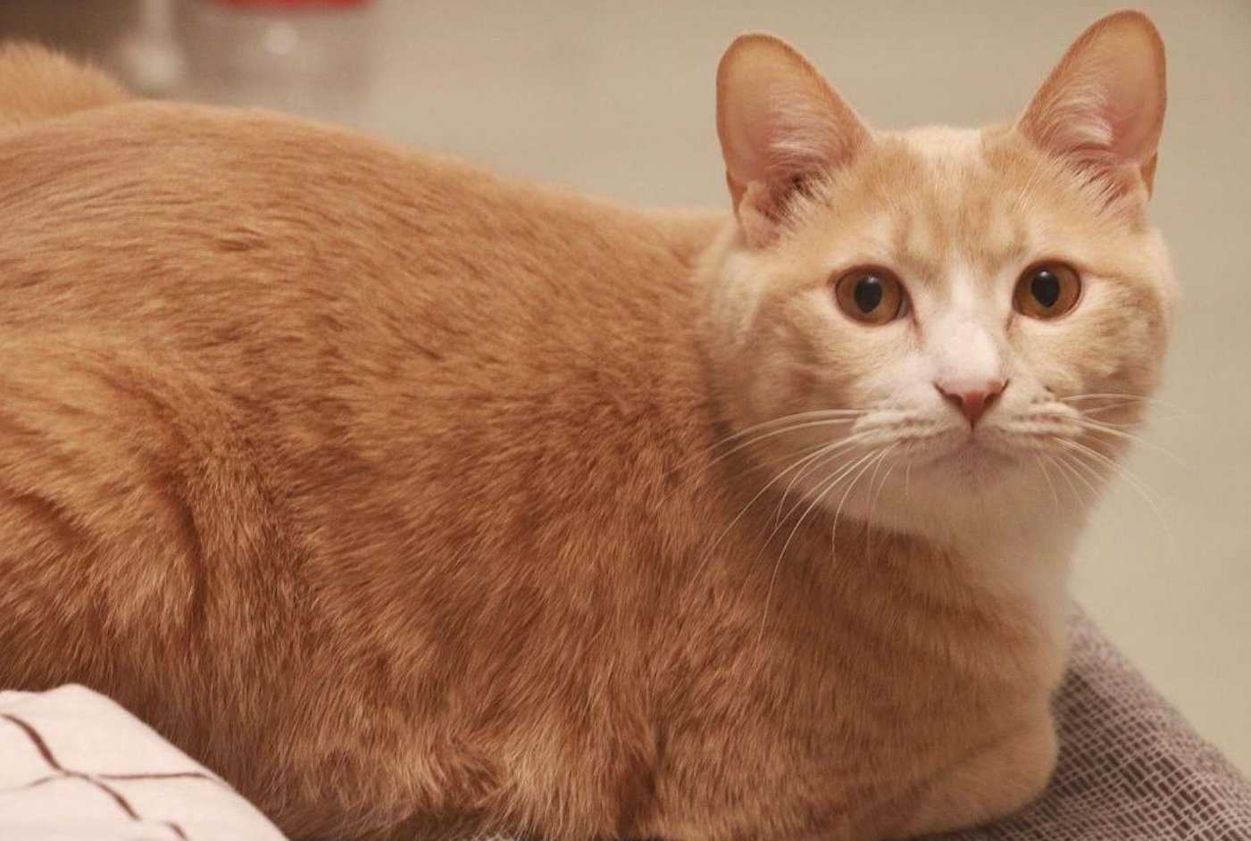雷神山流浪小奶猫一年后成胖橘，这只流浪猫是怎么被收养的？