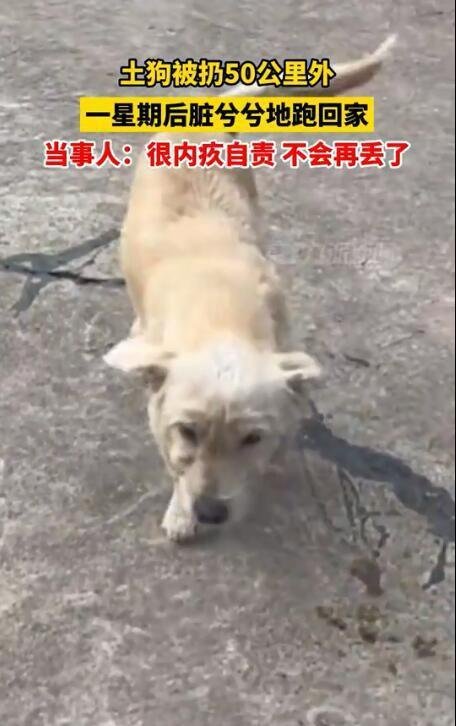 土狗被扔50公里外一星期后跑回家 这是咋情况?