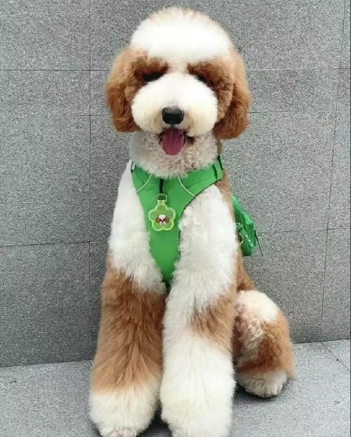 巨贵犬多少钱一只?