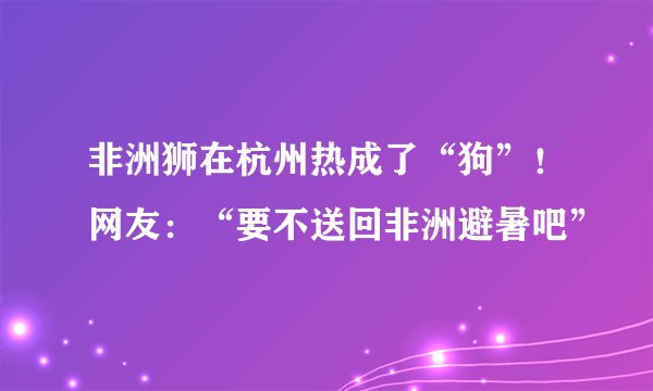非洲狮在杭州热成了“狗”！网友：“要不送回非洲避暑吧”