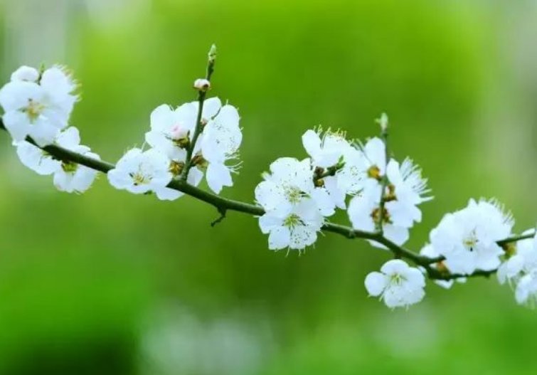 繁花嫩叶意思