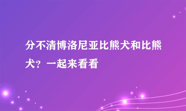 分不清博洛尼亚比熊犬和比熊犬？一起来看看