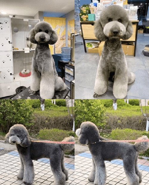 纯种巨贵犬多少钱一只?