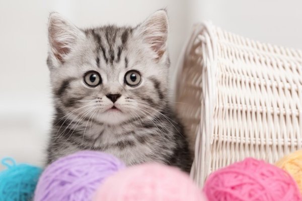 猫咪绝育后半夜偷偷放屁踢主人脸,给猫咪做绝育真的好吗?