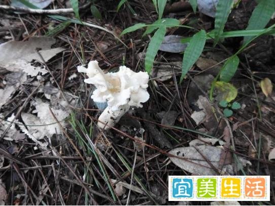 新物种发现!看着很好吃的样子,专家建议“先别吃”!