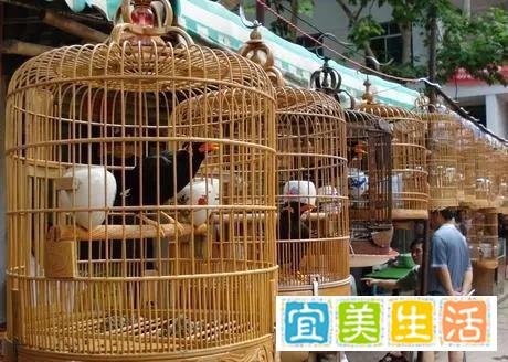 浙江女子围观宰鸭,十天后确诊鹦鹉热,这些人需警惕!