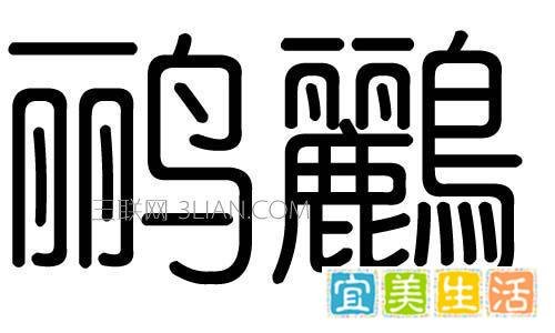 黄鹂鸟