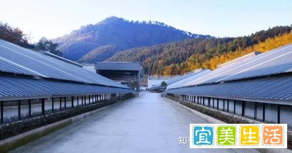 养猪14年，网易的养猪场，可能要撑不住了