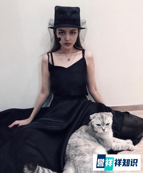 周扬青呼吁不养折耳猫 这是咋情况?