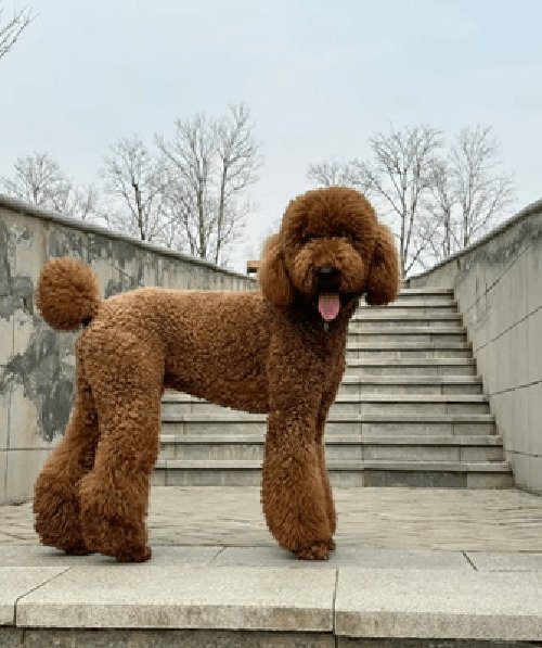 纯种巨贵犬多少钱一只?