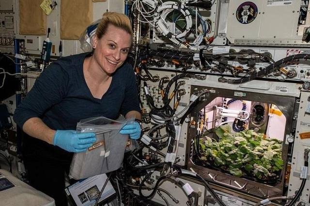 NASA收获史上首批“太空萝卜”，在太空种植萝卜有哪些不容易？