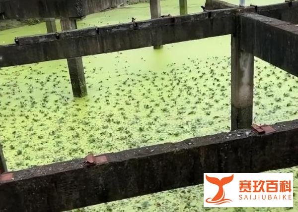 男子5万承包野鱼塘仅捞出4条鱼 网友:老人的嘴,骗人的鬼