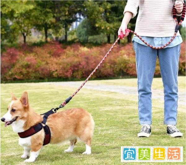金毛扑倒女子事件双方已和解，达成赔偿协议，狗狗正在医院治疗！