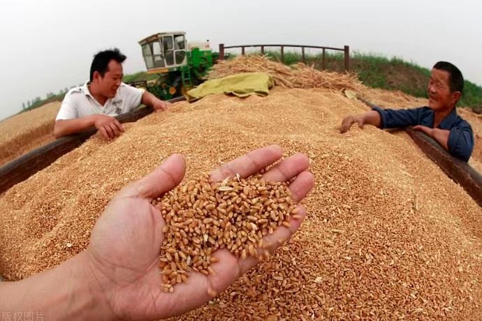 小麦大蒜能抵首付!河南两县城为卖楼出奇招,这能否救活楼市?