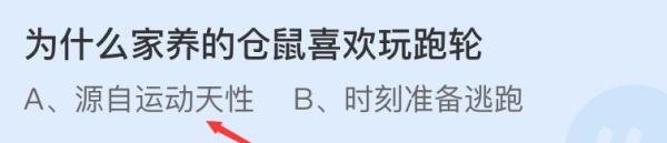 蚂蚁庄园为什么家养的仓鼠喜欢玩跑轮