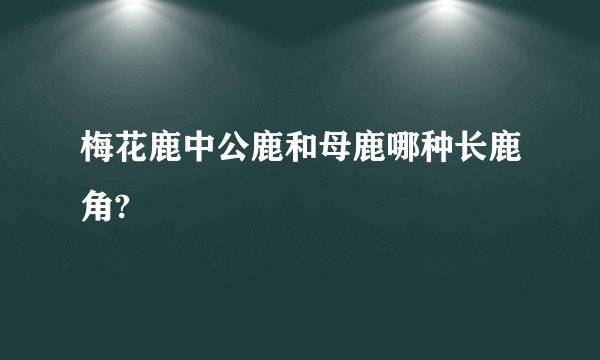 梅花鹿中公鹿和母鹿哪种长鹿角?