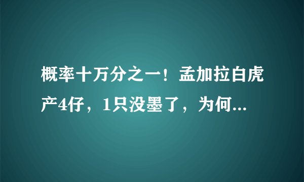 概率十万分之一！孟加拉白虎产4仔，1只没墨了，为何会出现这种情况？