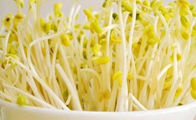 绿豆7天的生长过程及记录