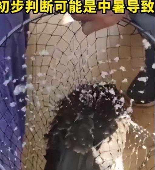 一只老鹰在南京中暑坠江 网友：可怜 穿了一身羽绒服