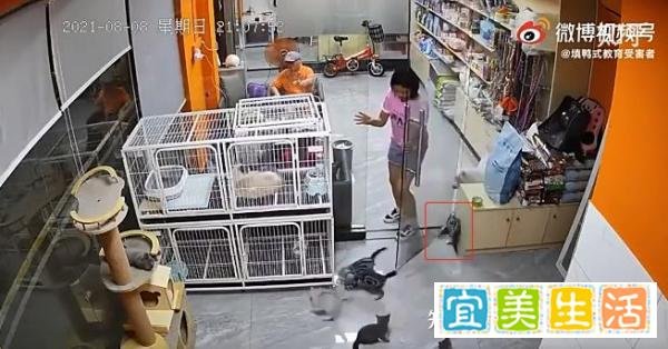 无心之失!女孩宠物店内推门夹死小猫,不堪网络暴力被迫入院