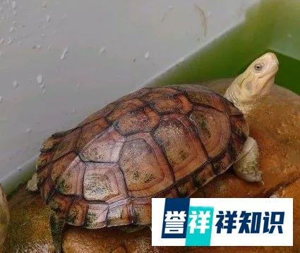 小苗比种龟还贵,这又是什么龟?